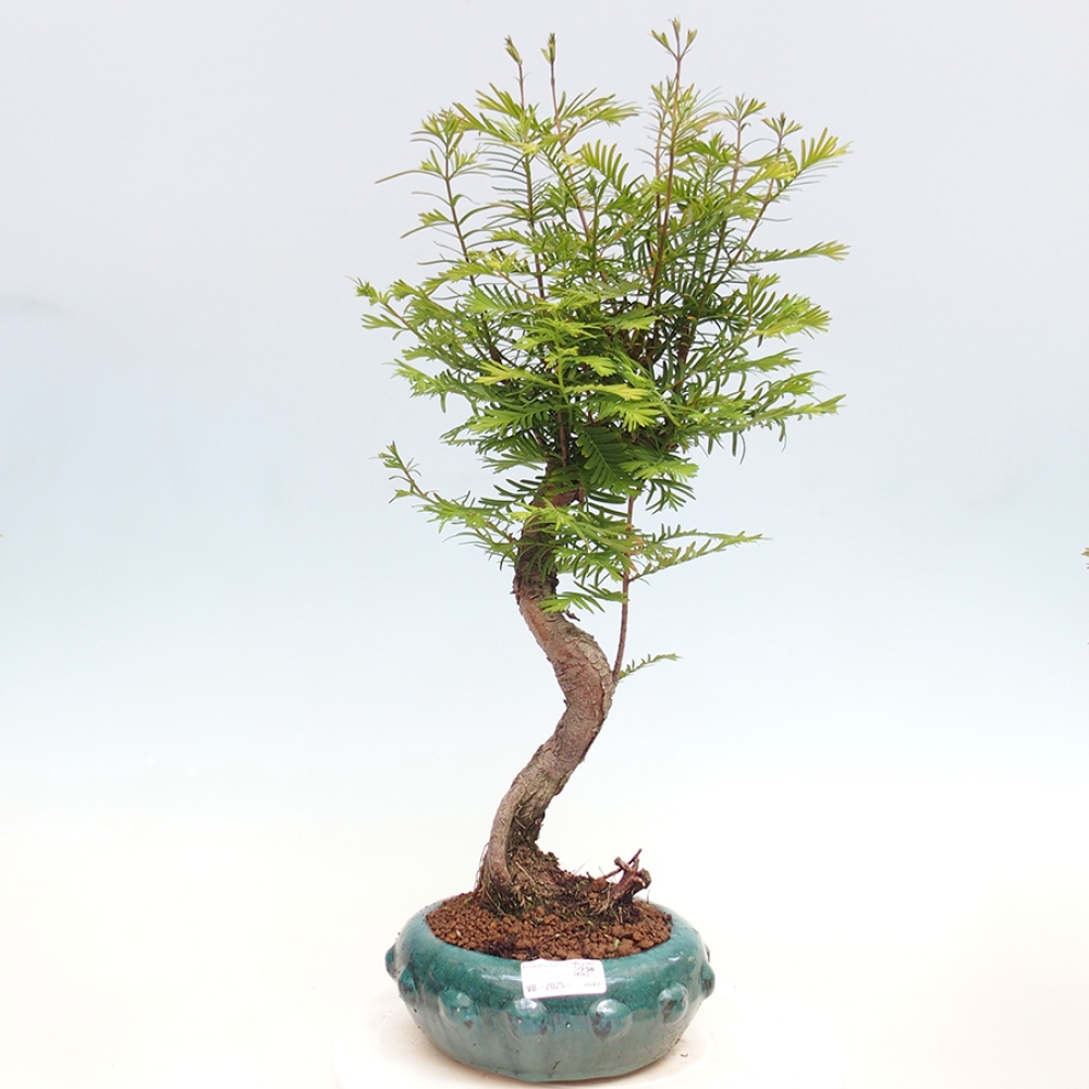 Outdoor bonsai - Metasequoia glyptostroboides - Chinese Metasequoia