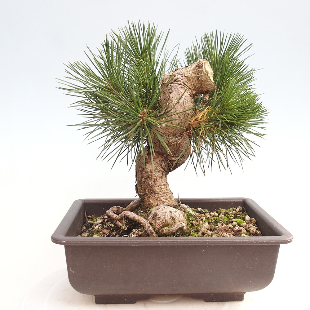 Outdoor bonsai - Pinus thunbergii - Thunberg pine