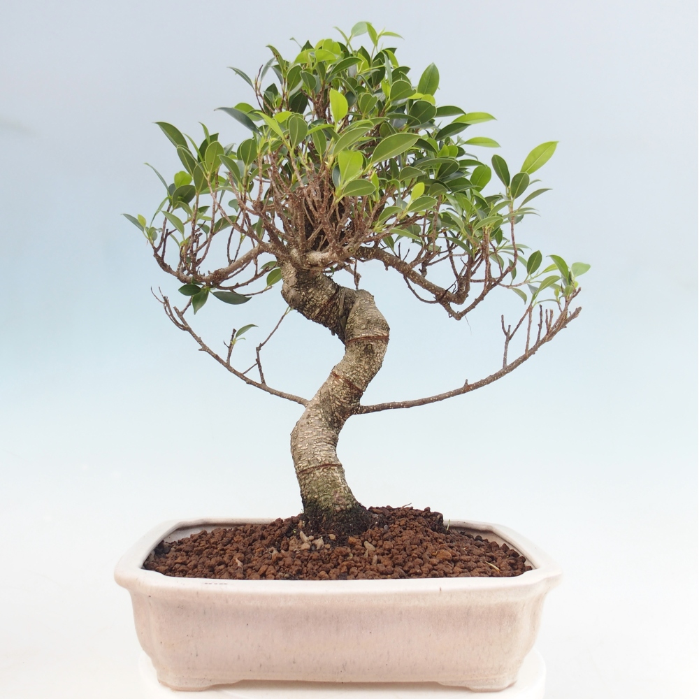 Room bonsai - Ficus kimmen - small-leaved ficus