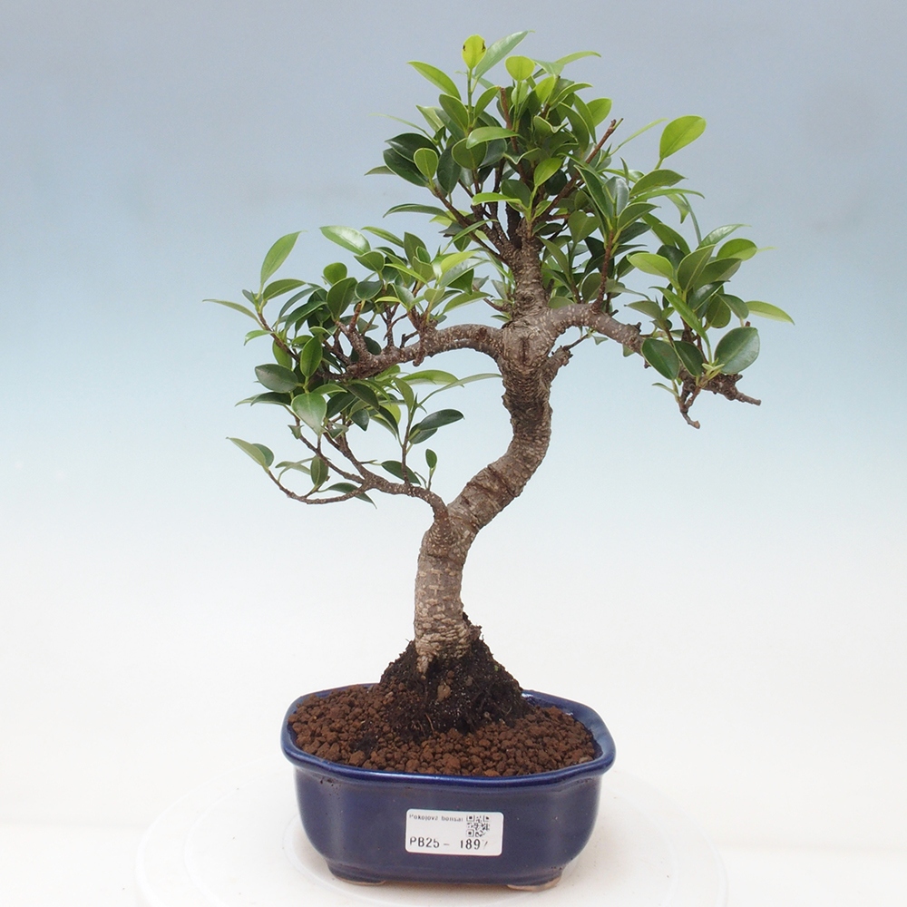 Indoor bonsai - Ficus retusa - small ficus