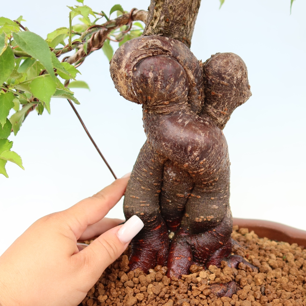 Outdoor Bonsai - Japanese Apricot - Prunus Mume