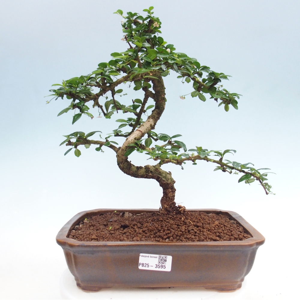 Room bonsai - Carmona macrophylla - Tea fuki