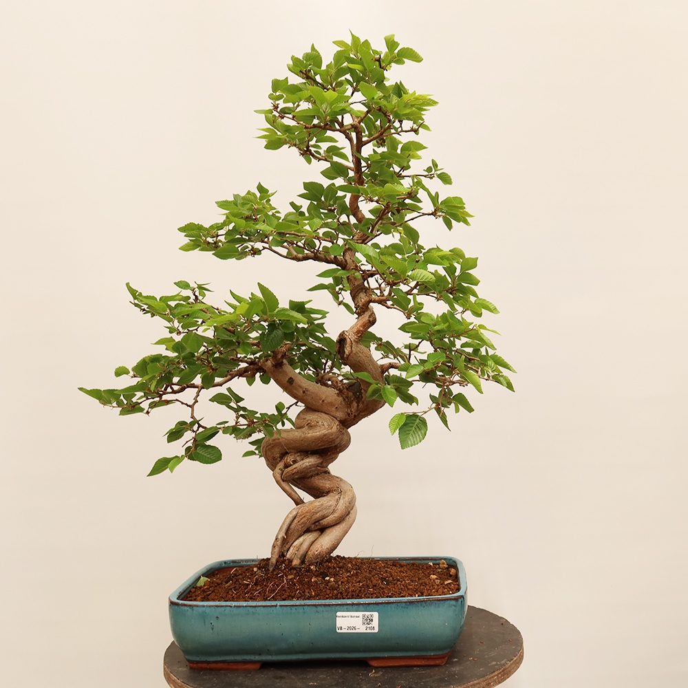 Outdoor bonsai - Carpinus Coreana - Korean hornbeam