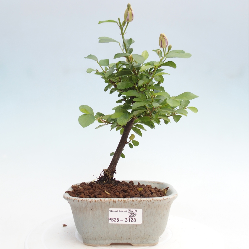 Indoor bonsai - Grewia occidentalis - Lavender star
