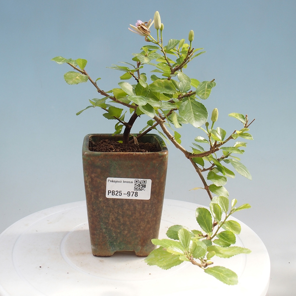 Indoor bonsai - Grewia occidentalis - Lavender star