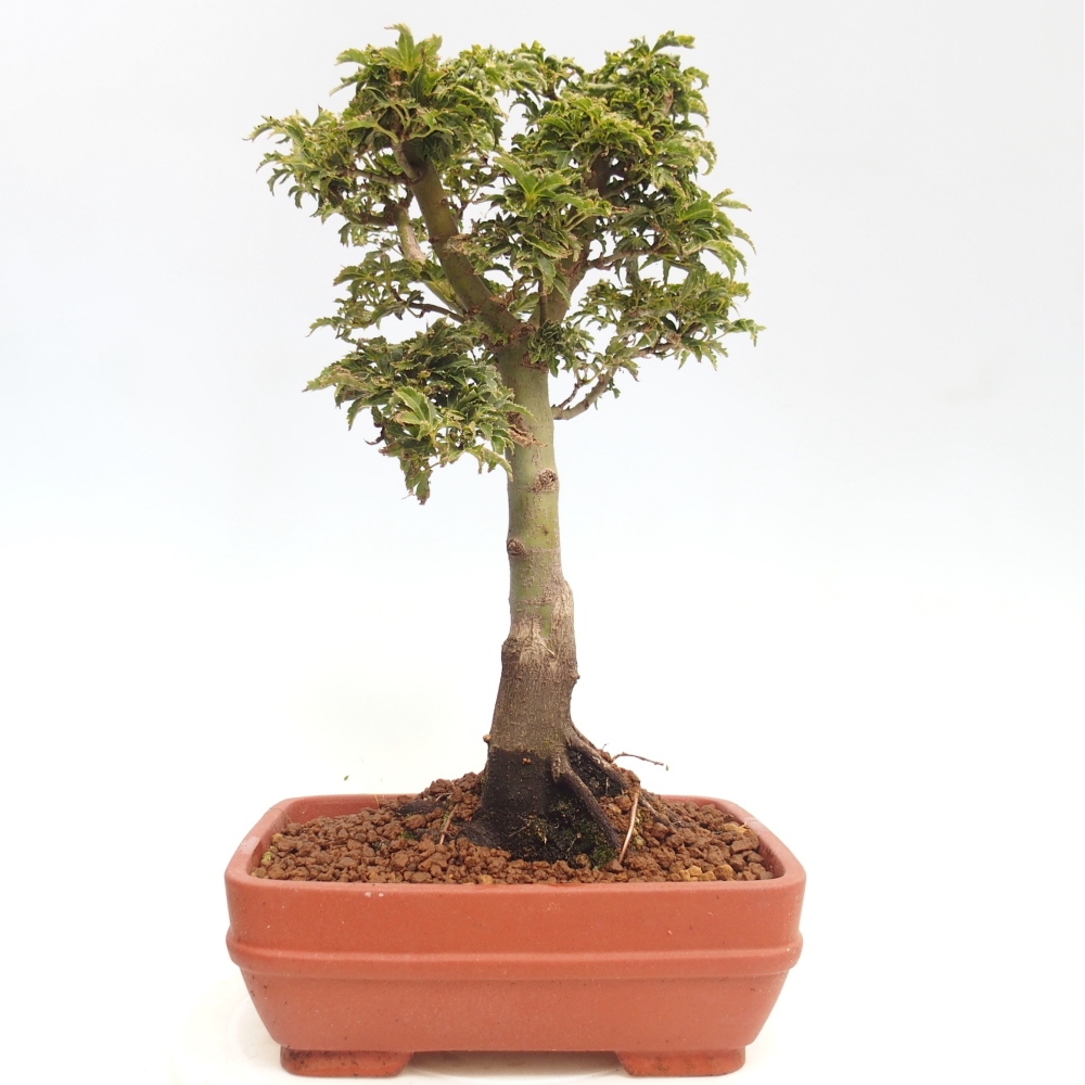 Outdoor bonsai - Acer palmatum Shishigashira maple