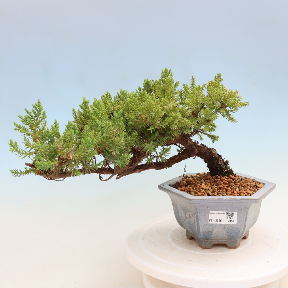 Outdoor Bonsai - Juniperus procumbens - Creeping Juniper