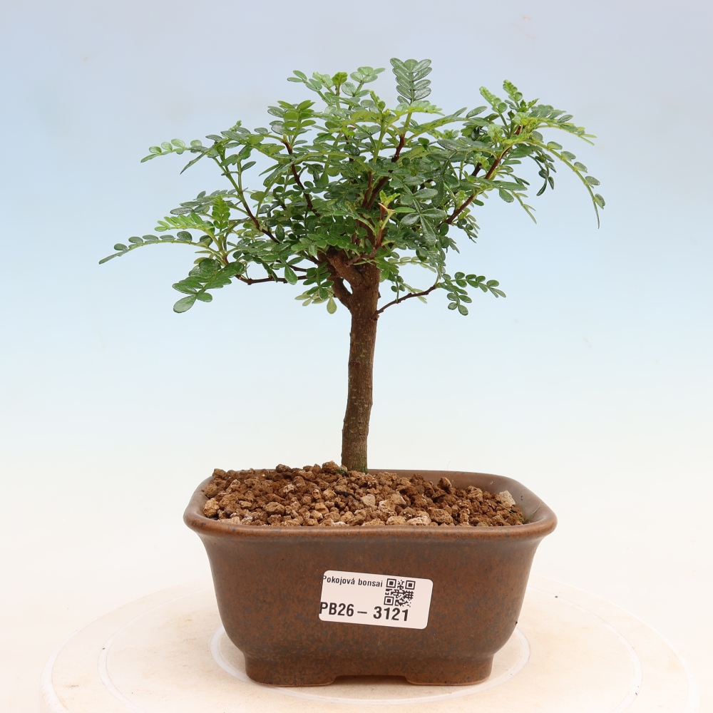 Room bonsai - Zantoxylum piperitum - pepper tree