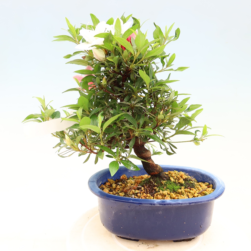 Outdoor bonsai - Japanese azalea - Azalea CHIHIRO