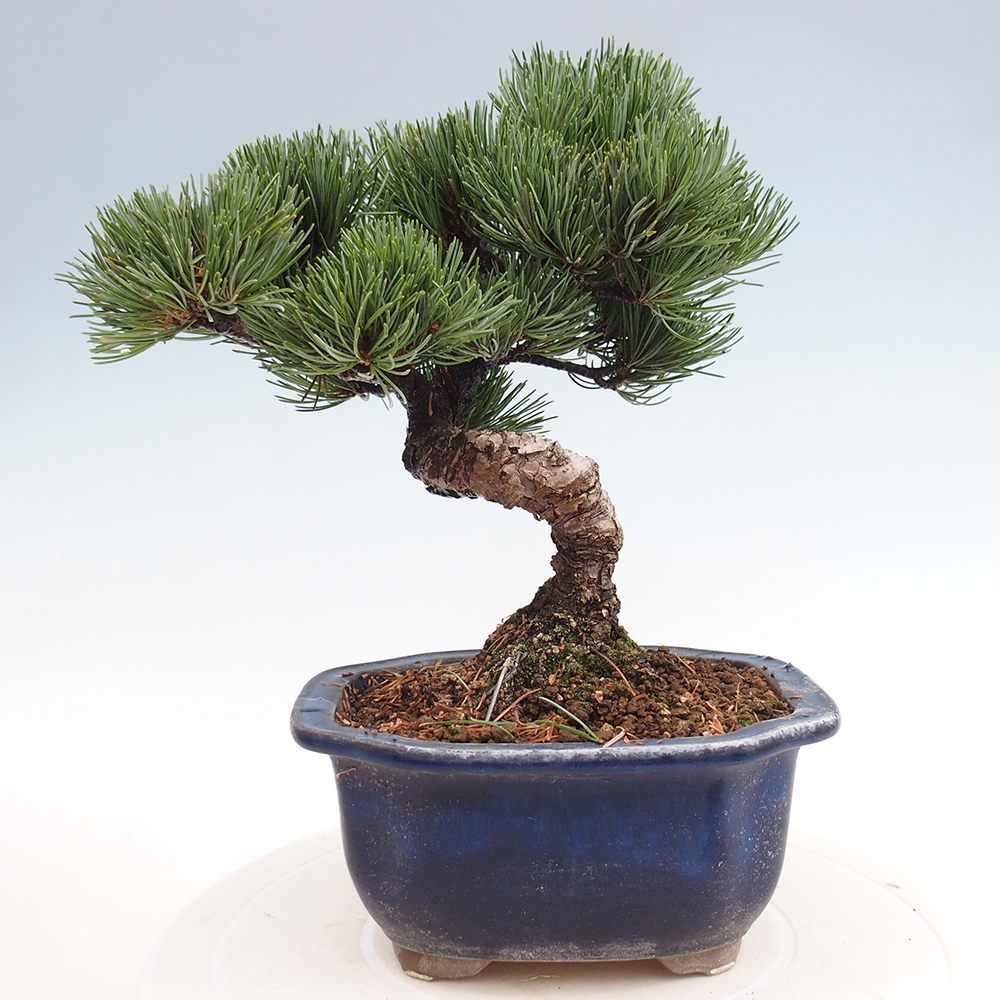 Outdoor bonsai - Pinus parviflora - Small pine tree