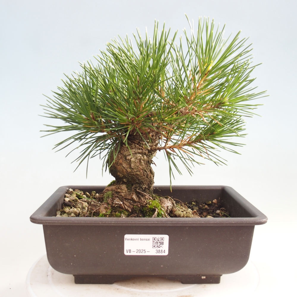 Outdoor bonsai - Pinus thunbergii - Thunberg pine