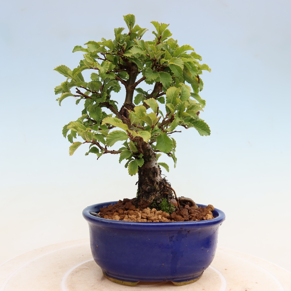 Outdoor bonsai - Zelkova - Zelkova NIRE