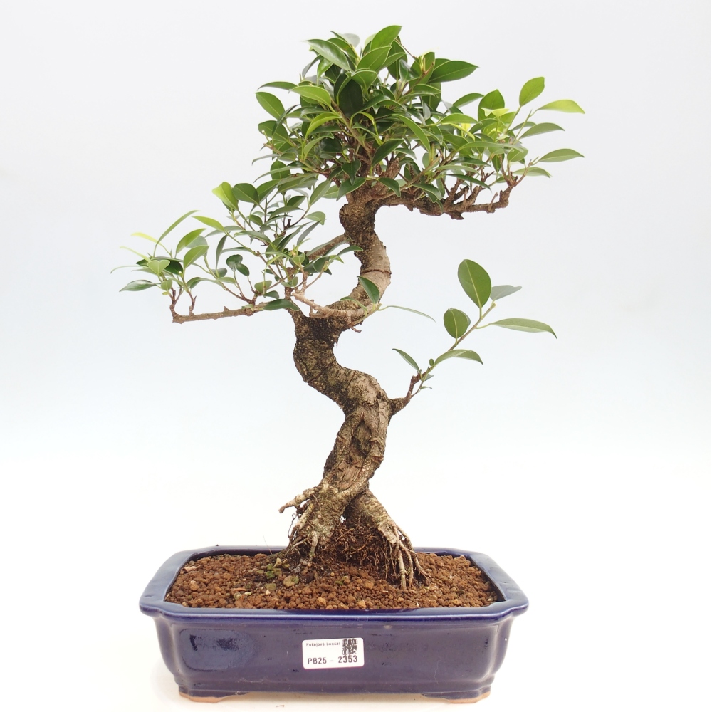 Indoor bonsai - Ficus kimmen - small-leaved ficus