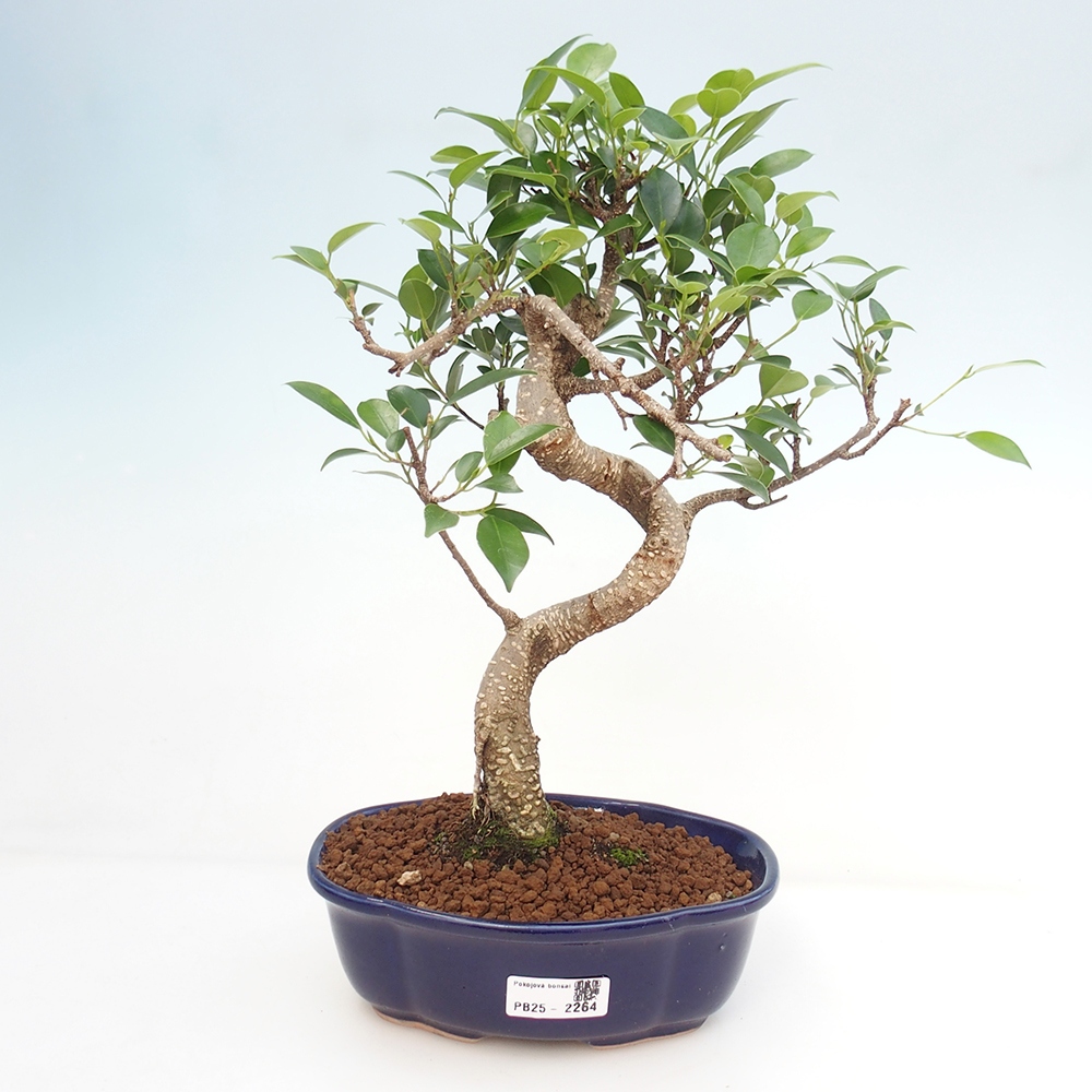 Indoor bonsai - Ficus retusa - small ficus
