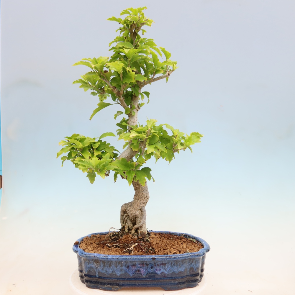 Outdoor Bonsai - Hibiscus syriacus - Syrian Hibiscus