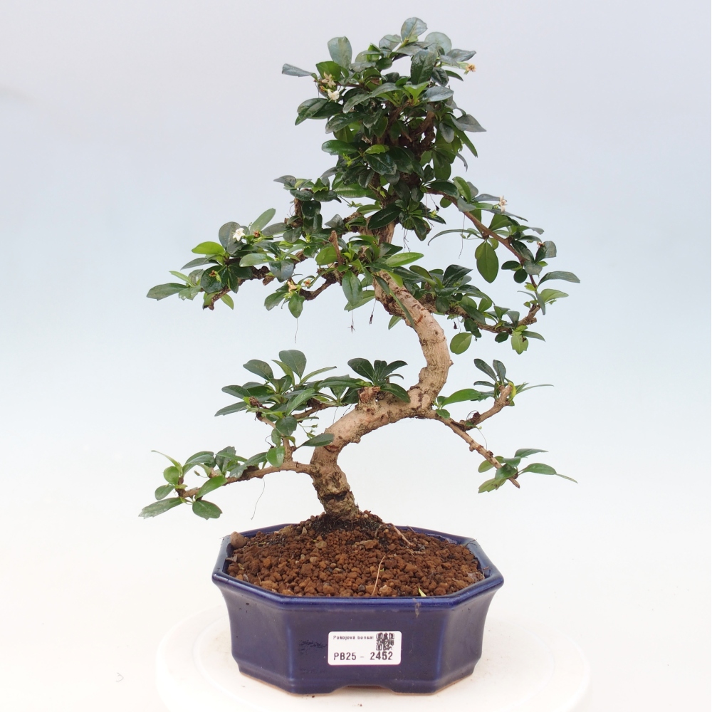 Room bonsai - Carmona macrophylla - Tea fuki