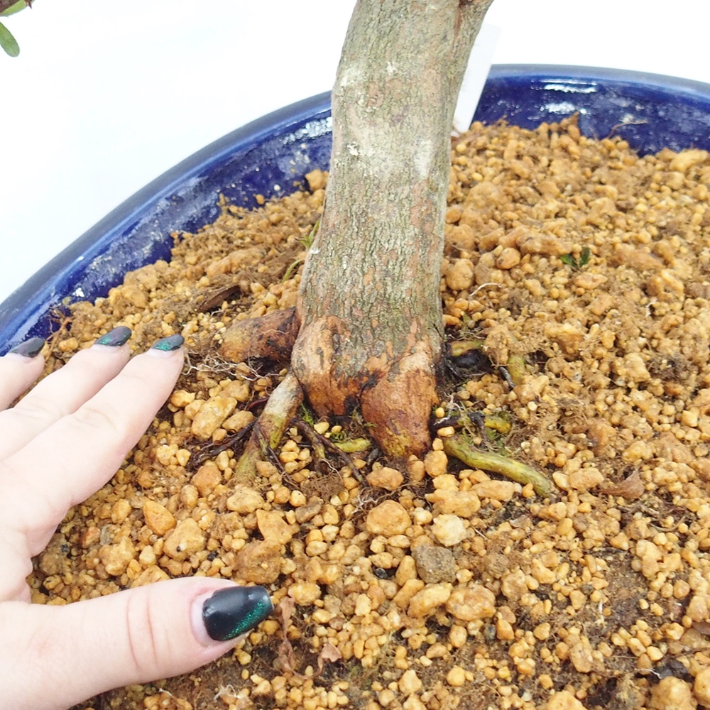 Outdoor bonsai - Japanese azalea - Azalea CHIHIRO