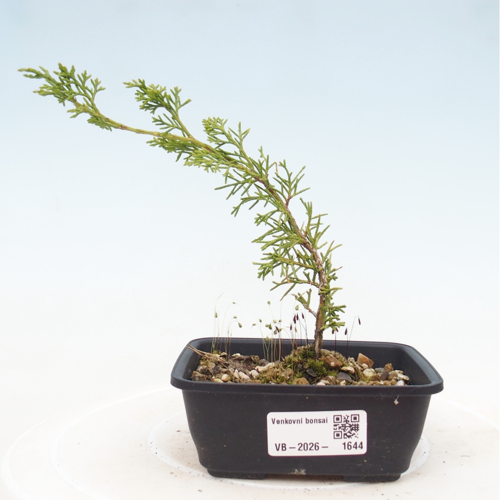 Outdoor bonsai - Juniperus chinensis Itoigawa
