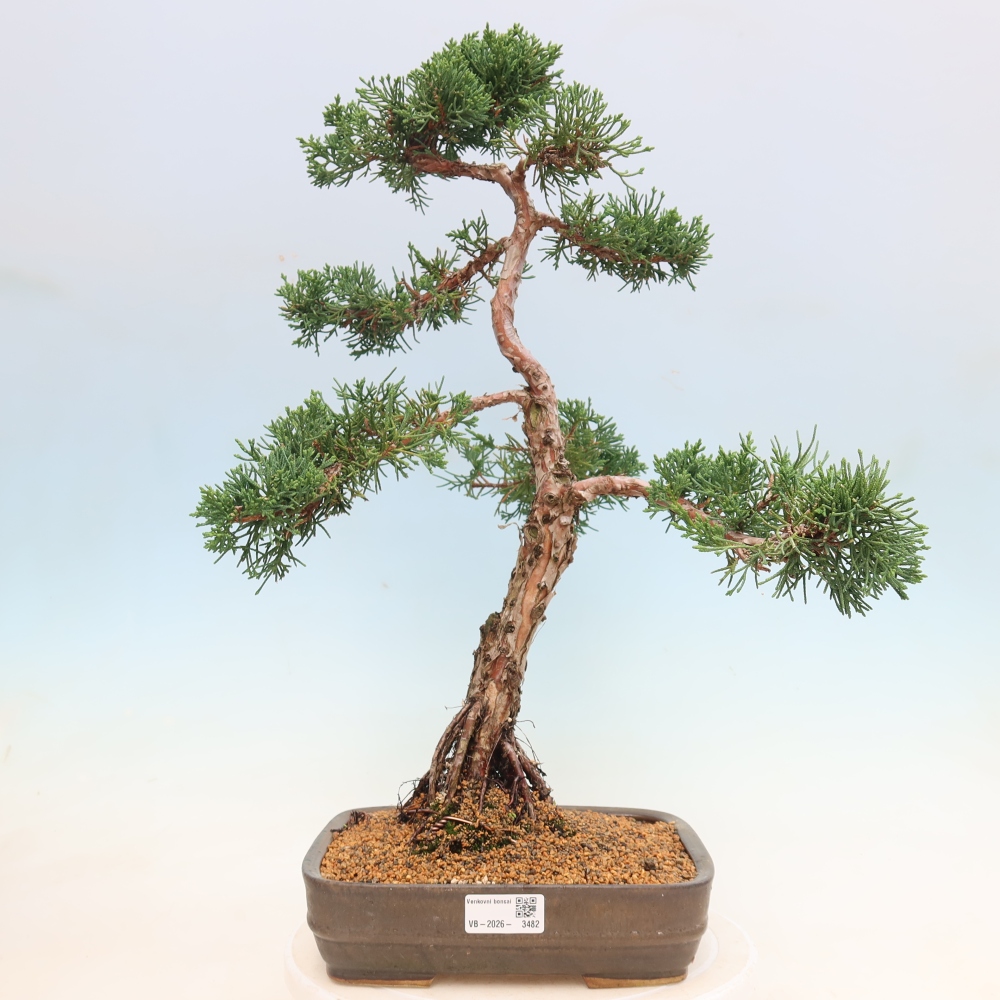 Outdoor bonsai - Juniperus chinensis Kishu