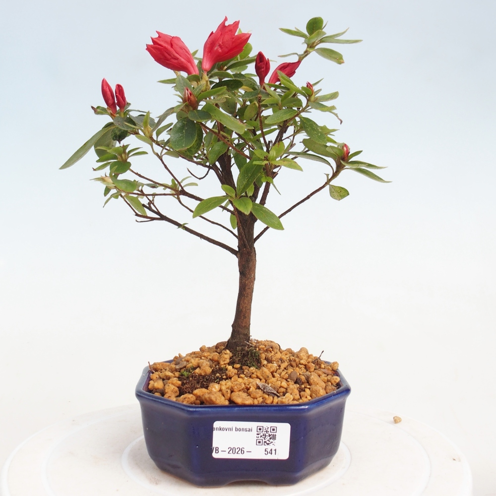 Outdoor bonsai - Japanese azalea - Azalea sp.