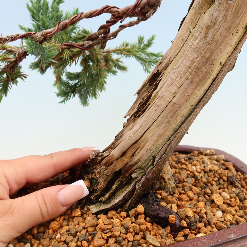 Outdoor Bonsai - Juniperus squamata – Scaly Juniper