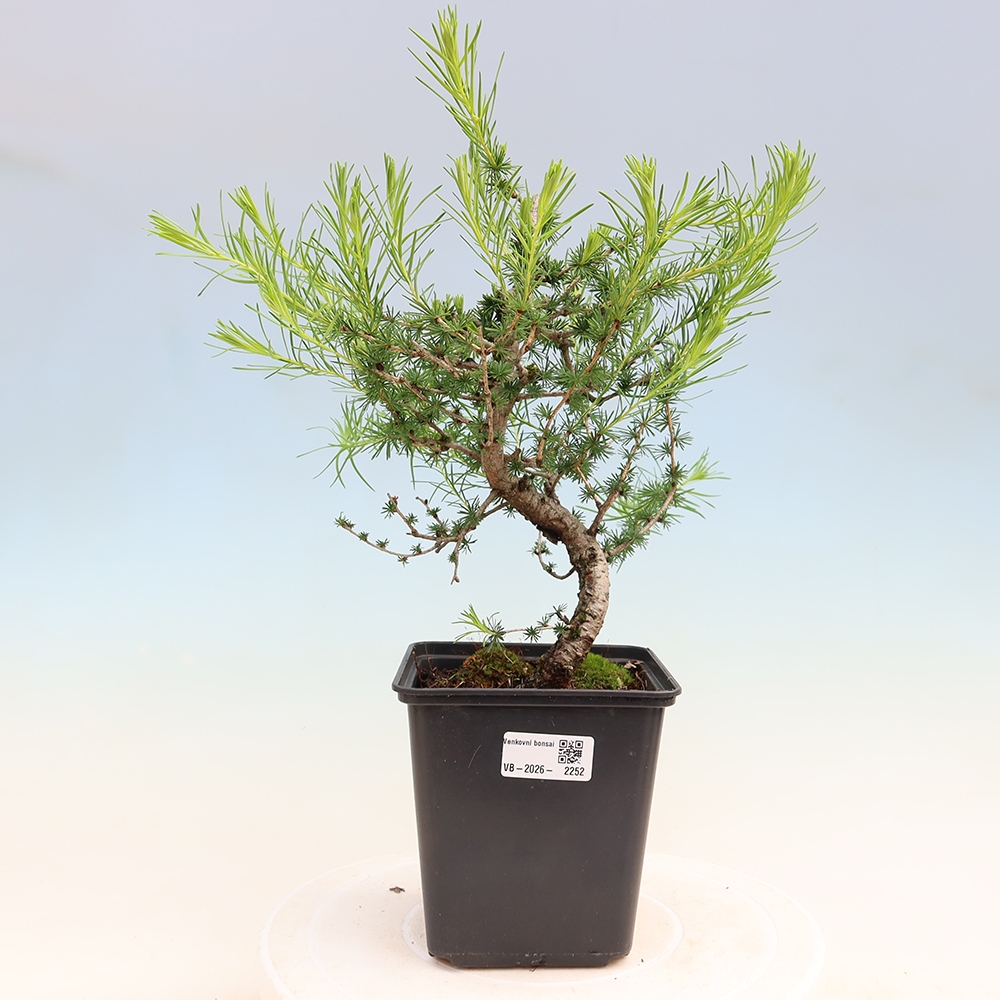 Outdoor bonsai -Larix decidua - Larch