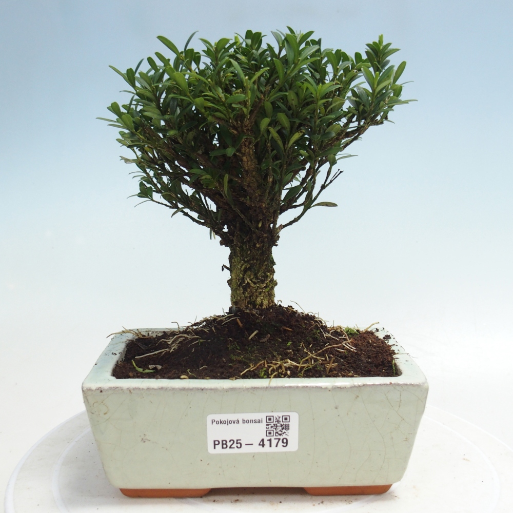 Room bonsai - Buxus harlandii - cork buxus