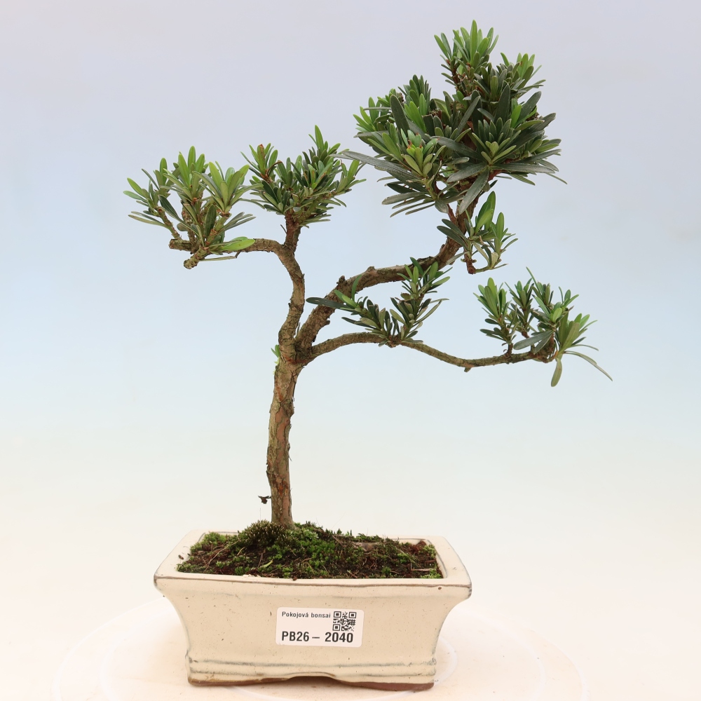 Room bonsai - Podocarpus - Stone Yew