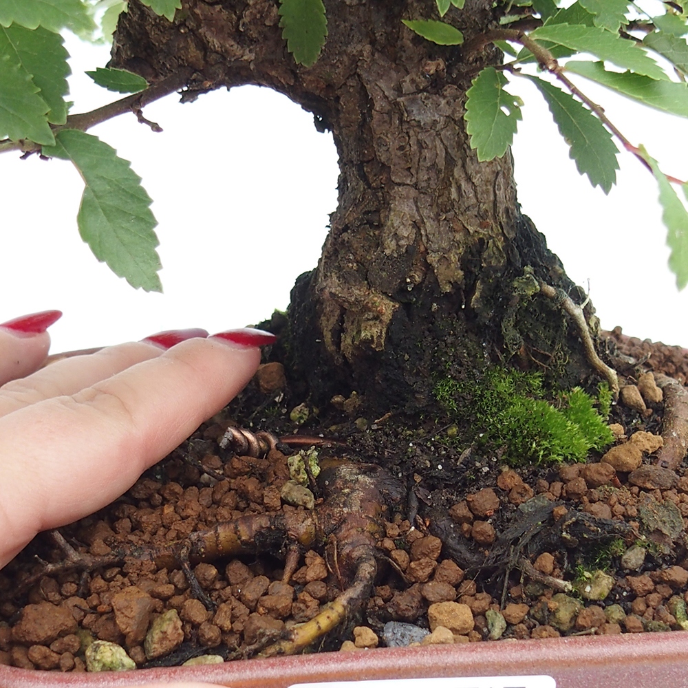 Outdoor bonsai - Zelkova - Zelkova serrata