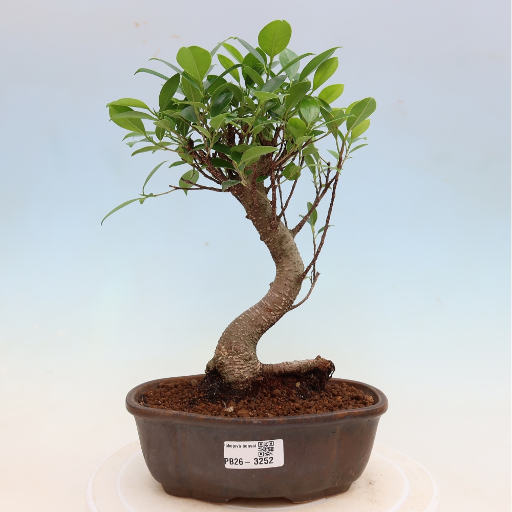 Room bonsai - Ficus kimmen - small-leaved ficus