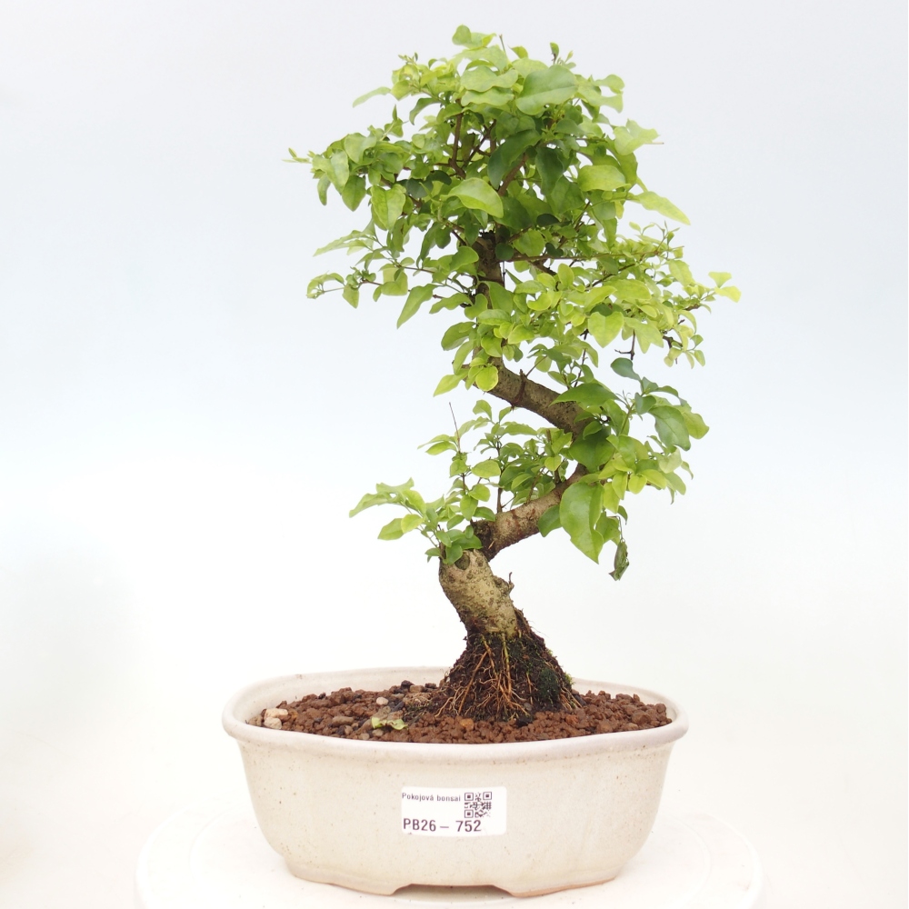 Indoor bonsai -Ligustrum chinensis - Bird's beak