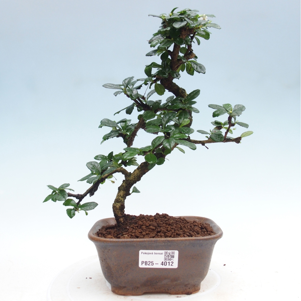 Indoor bonsai - Carmona macrophylla - Fuki tea