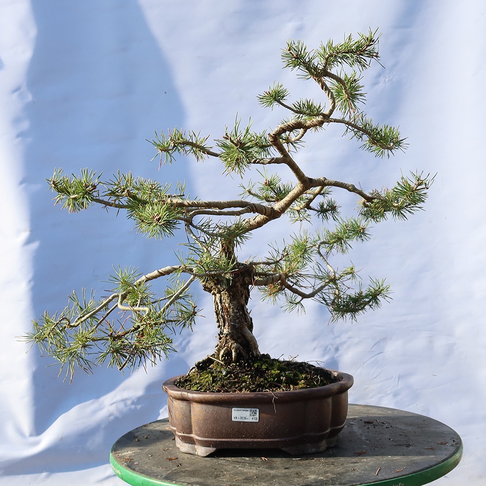 Pinus sylvestris Spain - Scots pine