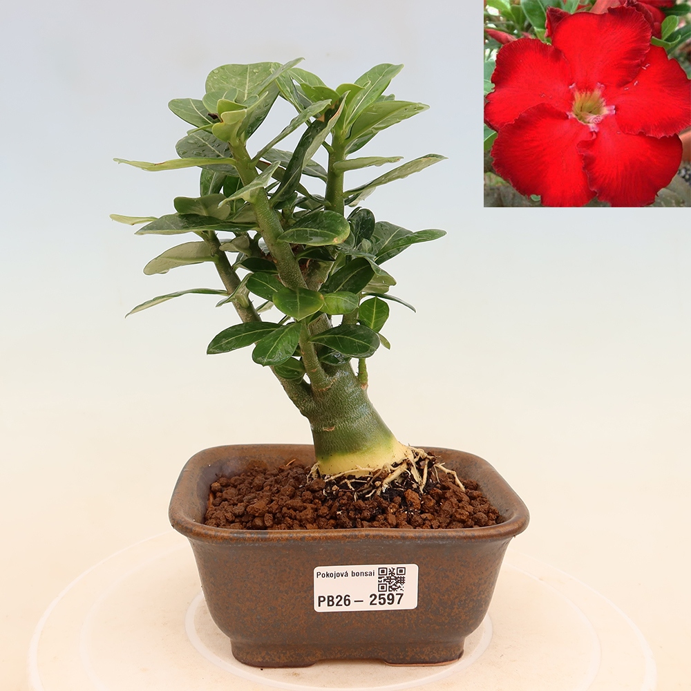 Indoor Bonsai - Adenium obesum Red Star - Desert Rose