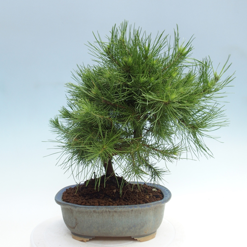 Room bonsai-Pinus halepensis-Pine of Aleppo