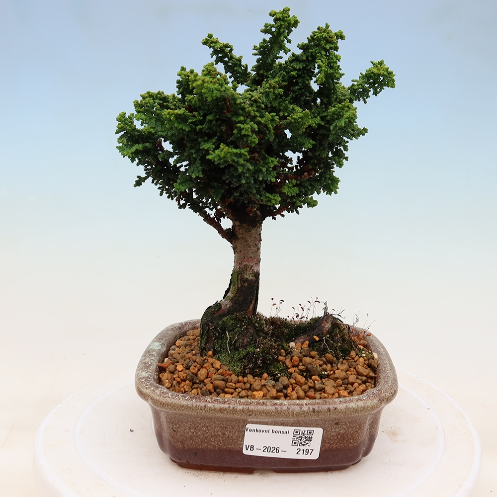 Outdoor bonsai - Cham. obtusa SEKKA HINOKI - Cypress