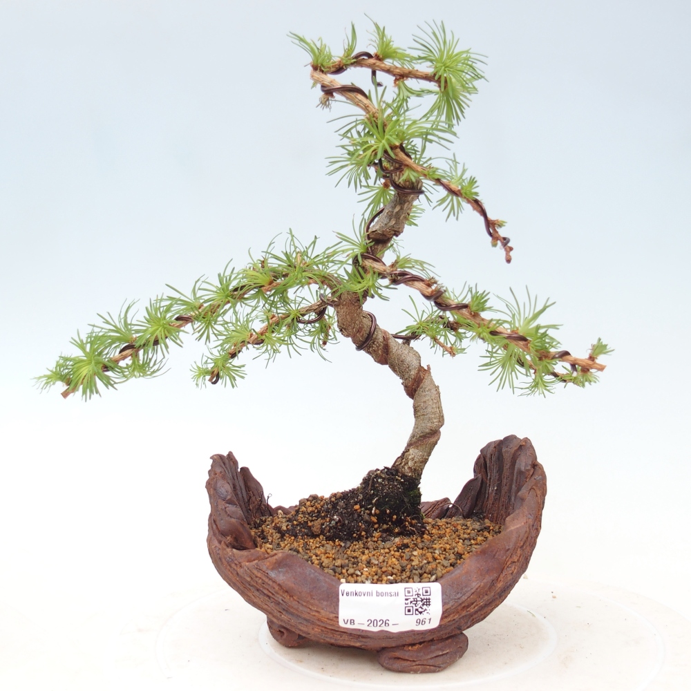 Outdoor bonsai - Larix Kaempferi - Japanese Larch