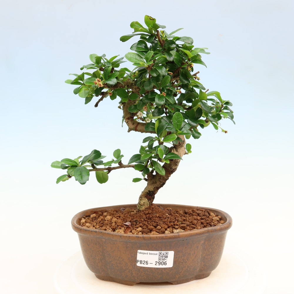 Room bonsai - Carmona macrophylla - Tea fuki