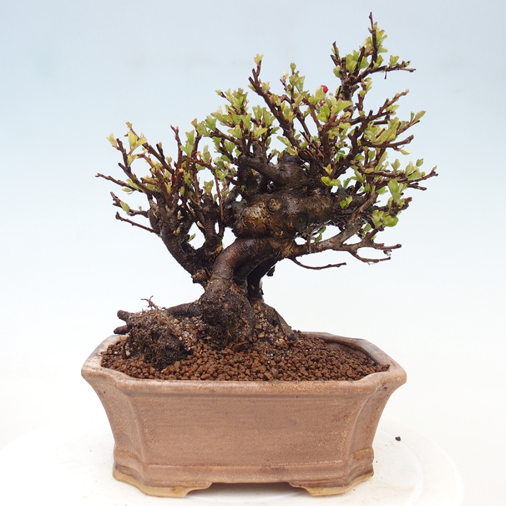 Outdoor bonsai - Chaneomeles speciosa - Quince