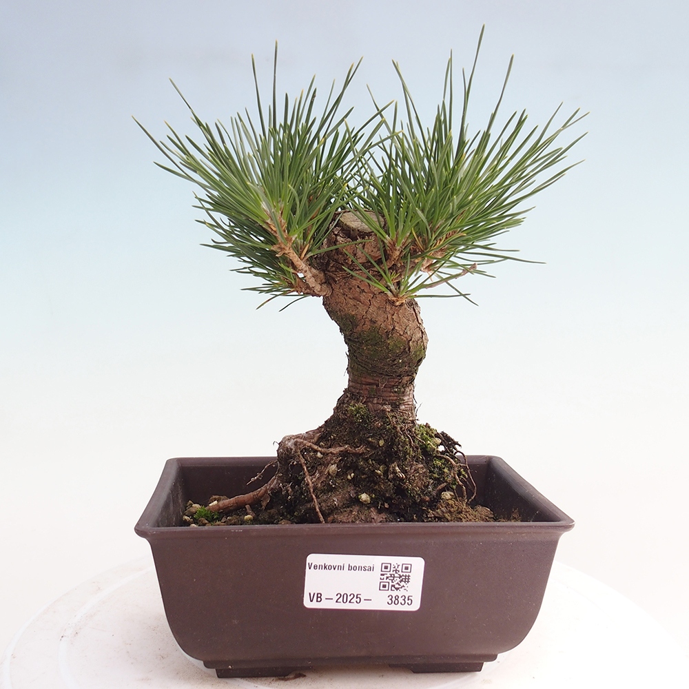 Outdoor bonsai - Pinus thunbergii - Thunberg pine