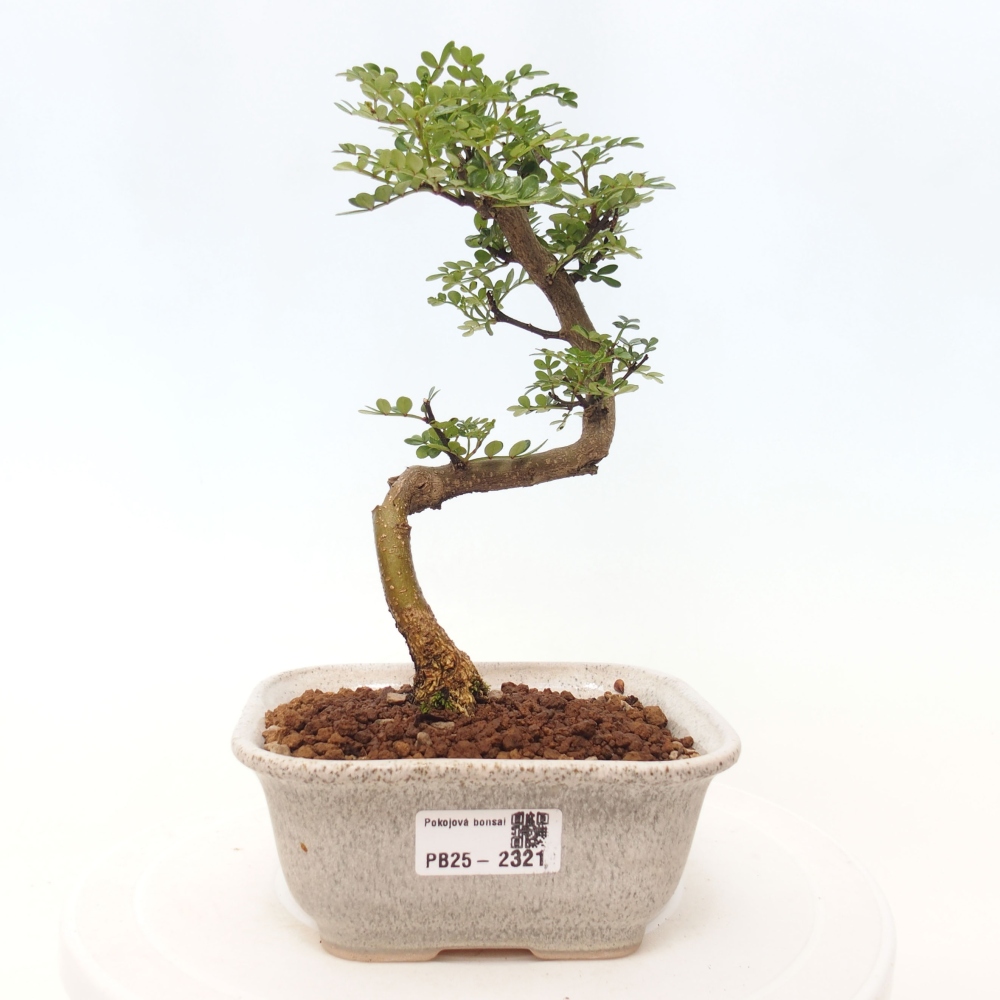Indoor bonsai - Zantoxylum piperitum - Peppermint