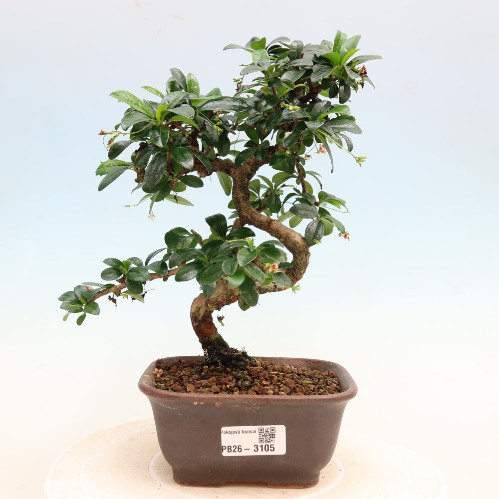 Room bonsai - Carmona macrophylla - Tea fuki