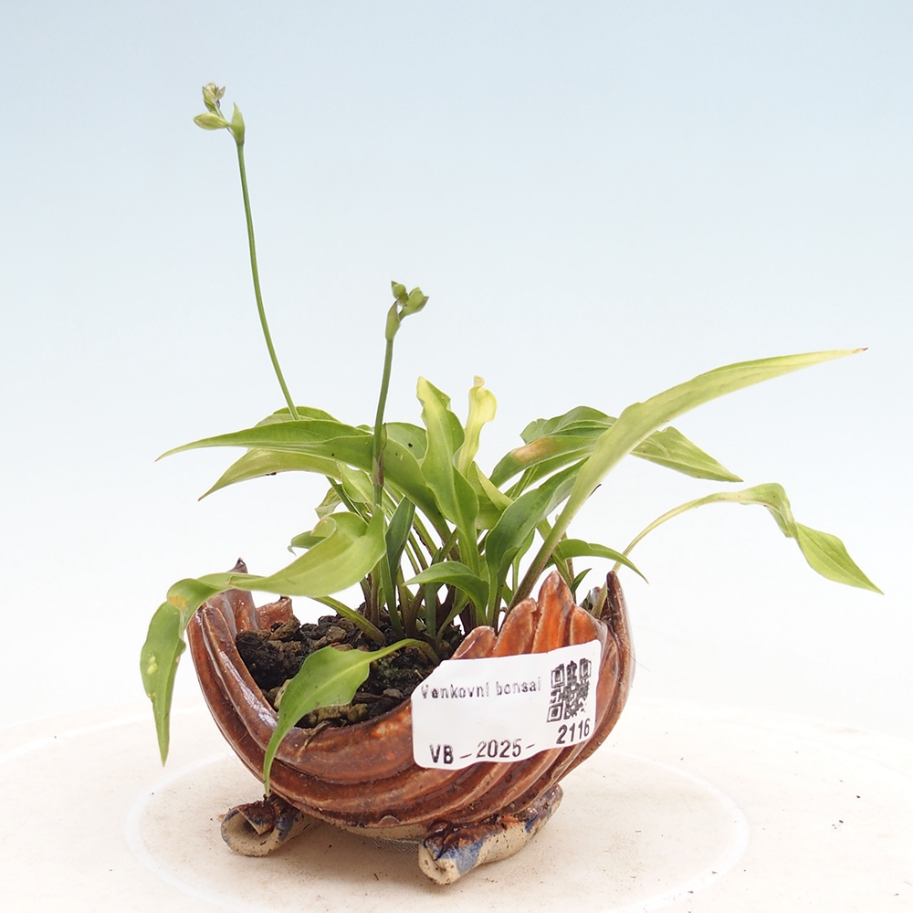 Outdoor bonsai - Mini Hosta - Goddess