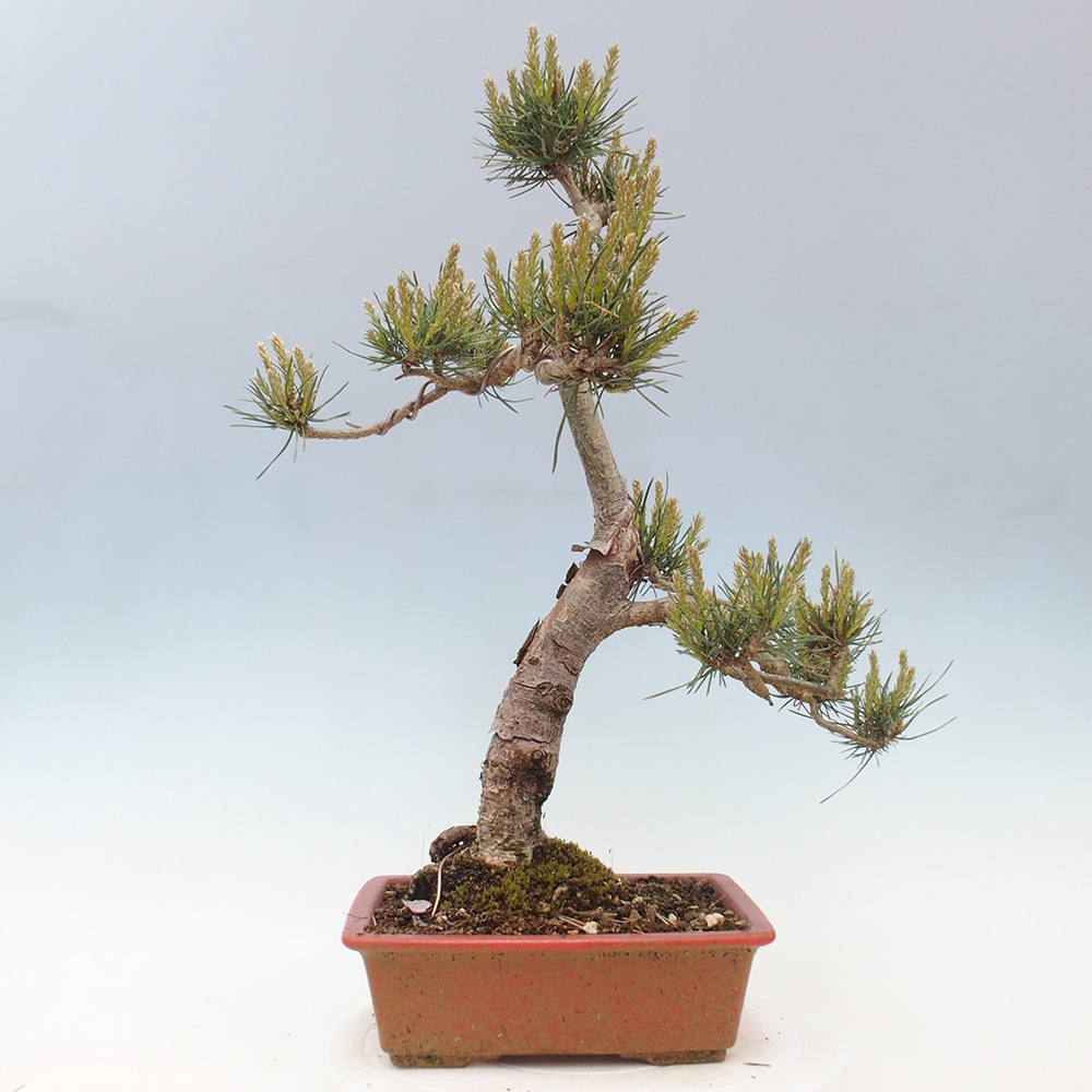 Outdoor bonsai - Pinus Sylvestris - Scots pine