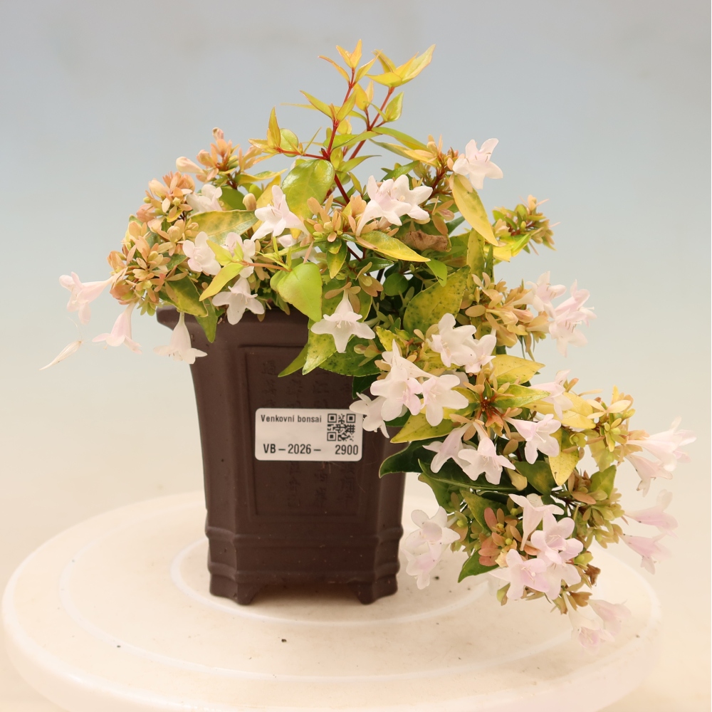Outdoor Bonsai - Abelia 'Kleidoscope' - Large-flowered Abelia