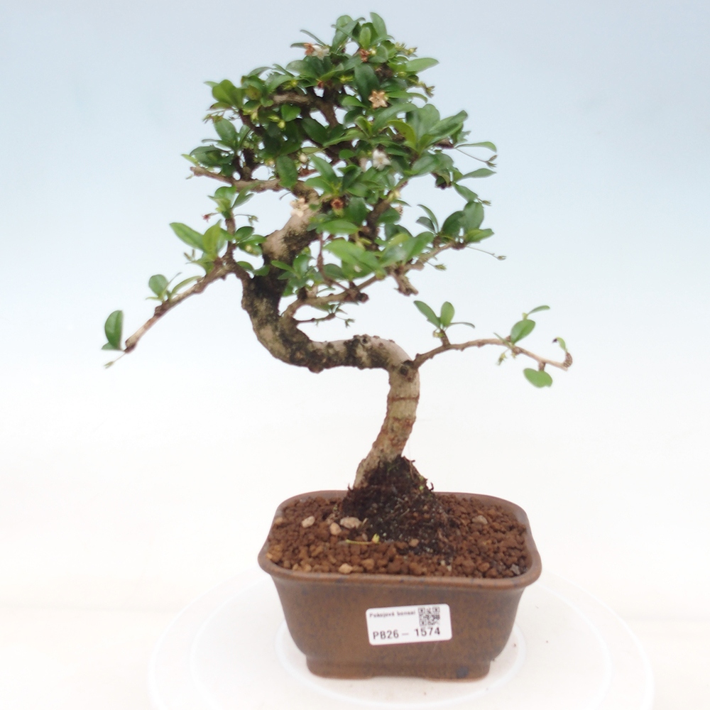 Room bonsai - Carmona macrophylla - Tea fuki