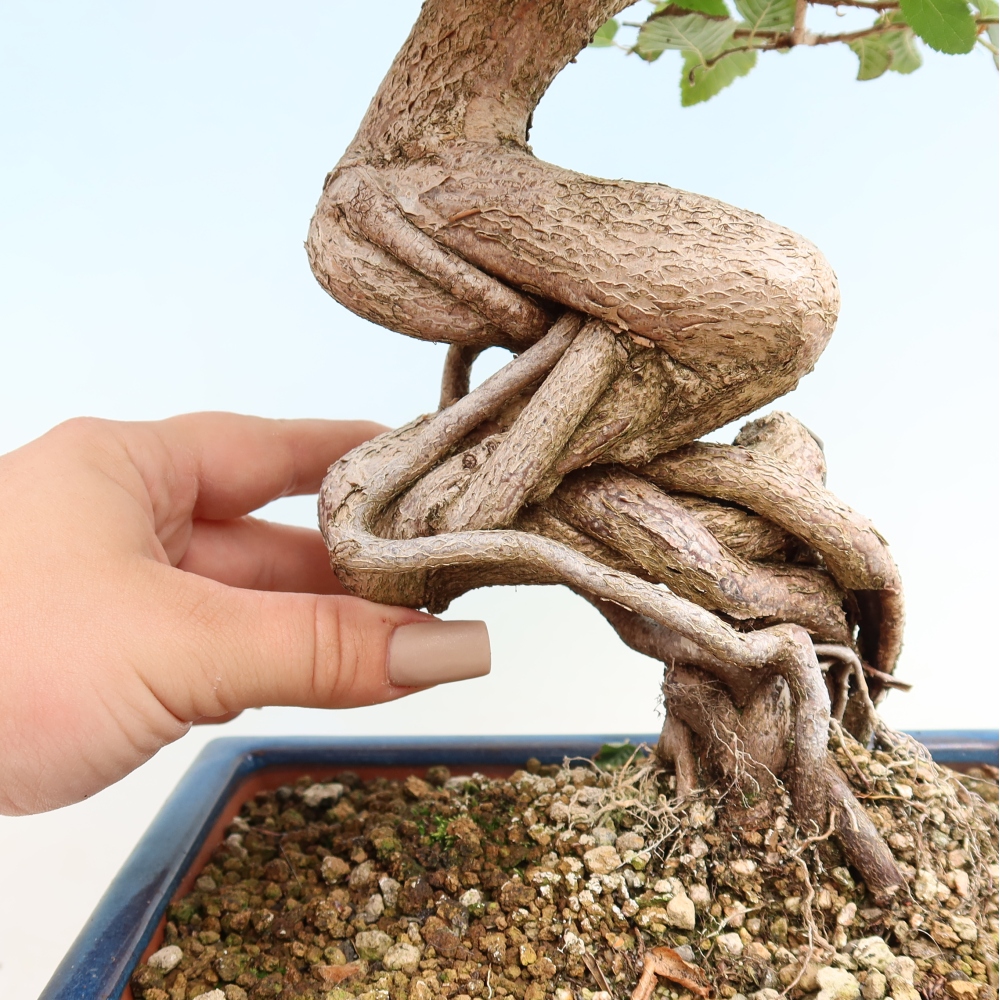 Outdoor bonsai -Carpinus CARPINOIDES - Korean Hornbeam