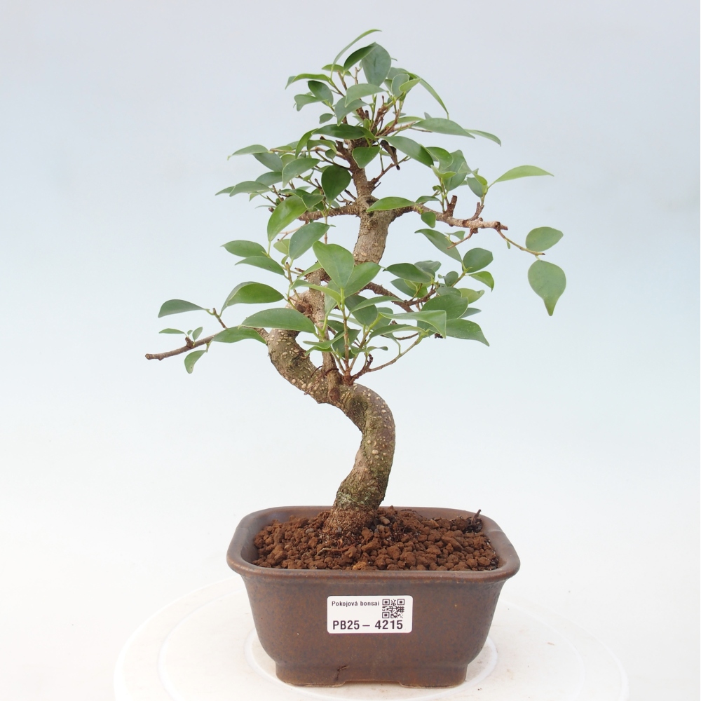 Room bonsai - Ficus retusa - small-leaved ficus
