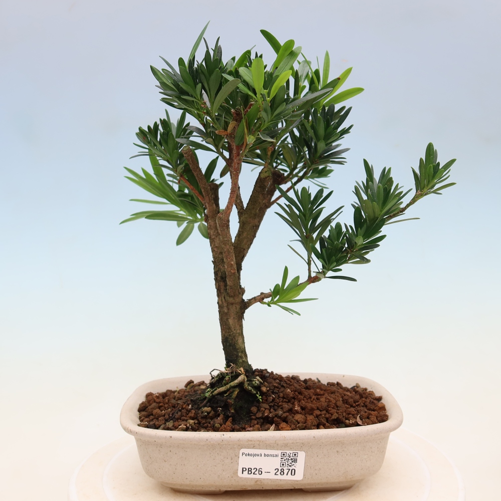 Room bonsai - Podocarpus - Stone Yew