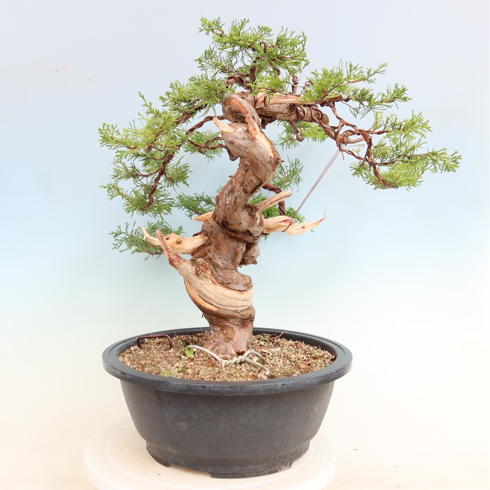 Outdoor Bonsai - Juniperus chinensis Itoigawa - Chinese Juniper